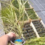 Ozdobnica čínska, panašovaná (Miscanthus sinensis) ‘VARIEGATUS’  - kont. C1L